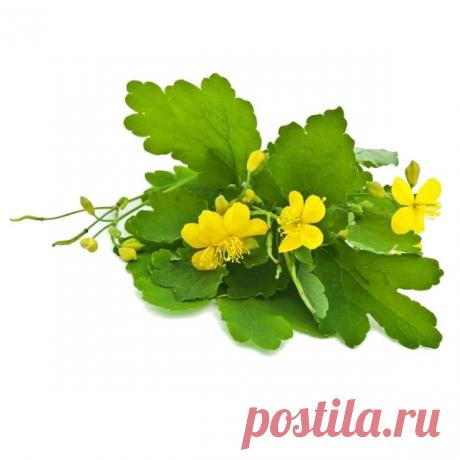 КАК СНИЗИТЬ САХАР И ДЕРЖАТЬ ПОД КОНТРОЛЕМ ЕГО УРОВЕНЬ.РЕЦЕПТЫ НАРОДНОЙ МЕДИЦИНЫ

Хорошо использовать чеснок и репчатый лук в любом виде. Можно съедать по печеной луковице один раз в день утром или вечером или выпивать по 1 ст. ложке лукового сока 2 раза в день до еды.

Можно готовить из лука настой: залить 1 стаканом кипяченой воды очищенную и мелко порезанную луковицу среднего размера. Настаивать не меньше 2-х часов, пить по 1/3 стакана 3 раза в день за 30 мин до еды.
Показать полностью...