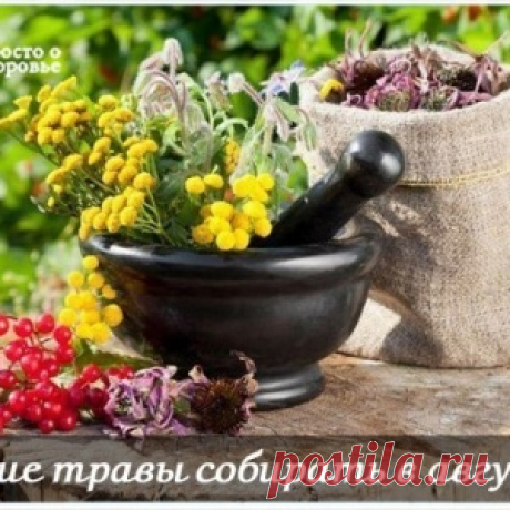 КАКИЕ ТРАВЫ СОБИРАТЬ В АВГУСТЕ. - МирТесен