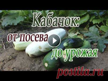 Кабачок: от посева до урожая Как вырастить кабачок: о посеве, о подкормках, о поливе кабачка....