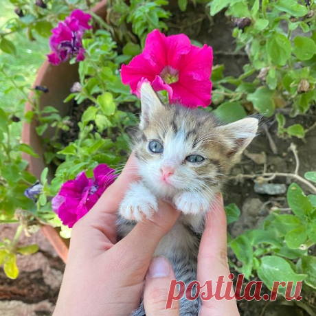 ‼️БЕСПЛАТНО ОТДАДИМ КОТЯТ‼️
✨Полюбуйтесь на эту маленькую и изящную красотку! Ее зовут Ева, она очень любознательна - от ее внимания не укроется ни одна мелочь в саду. Она серого окраса с прелестными белыми пятнышками на грудке, лапках и мордочке, что делает ее очень милой! 
Будущий хозяин обретёт в ее лице доброго и преданного друга!✨

#котятабесплатноалматы
#котятабесплатно
#котятадаром
#кошкиалматы
#котятаалматы
#купитькотенка
#котятавдаралматы
#котятавдобрыеруки
#котятанапродажу