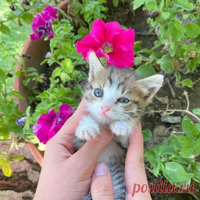 ‼️БЕСПЛАТНО ОТДАДИМ КОТЯТ‼️
✨Полюбуйтесь на эту маленькую и изящную красотку! Ее зовут Ева, она очень любознательна - от ее внимания не укроется ни одна мелочь в саду. Она серого окраса с прелестными белыми пятнышками на грудке, лапках и мордочке, что делает ее очень милой! 
Будущий хозяин обретёт в ее лице доброго и преданного друга!✨

#котятабесплатноалматы
#котятабесплатно
#котятадаром
#кошкиалматы
#котятаалматы
#купитькотенка
#котятавдаралматы
#котятавдобрыеруки
#котятанапродажу