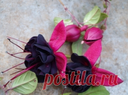 Неинфекционные проблемы фуксии - Садоводка