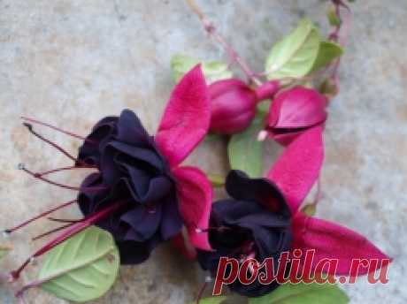 Неинфекционные проблемы фуксии - Садоводка