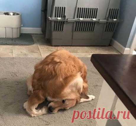 18 животных, которые были такими смешными дурашками, что улыбка сама появится на лице
