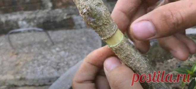 Как я формирую саженец из ветки любого дерева с помощью туалетной бумаги: фото