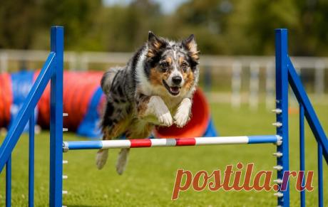🐶🏃‍♂️ Аджилити — это не просто спорт, а настоящий язык доверия между собакой и человеком! Прыжки, туннели, слалом и море энергии 💥

Хотите развить ум, послушание и уверенность своего питомца? Начать можно даже дома 🏡🐾

Читайте полное руководство и узнайте, как превратить тренировки в любимую игру ❤️

#собаки#аджилити#дрессировкасобак#кинология#собачийспорт#собакипитомцы
Изображение от ChatGPT