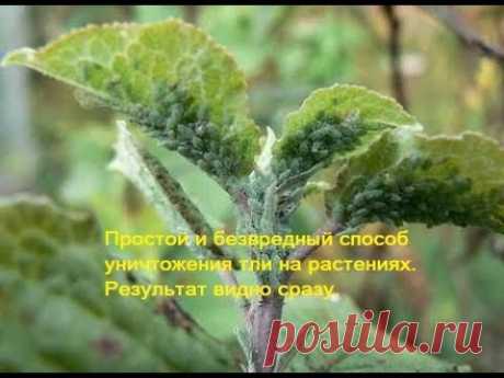 Простой и безвредный способ уничтожения тли на растениях. Результат видно сразу.