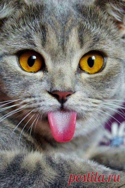 (8) Pinterest
