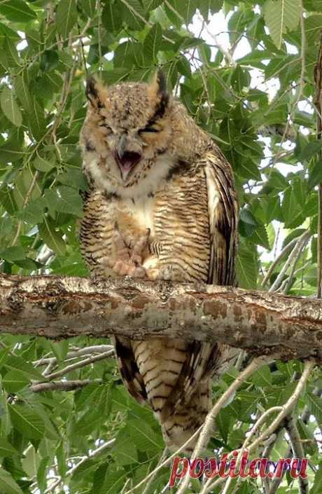 Brad Sherk - Photos of The Owl Pages
