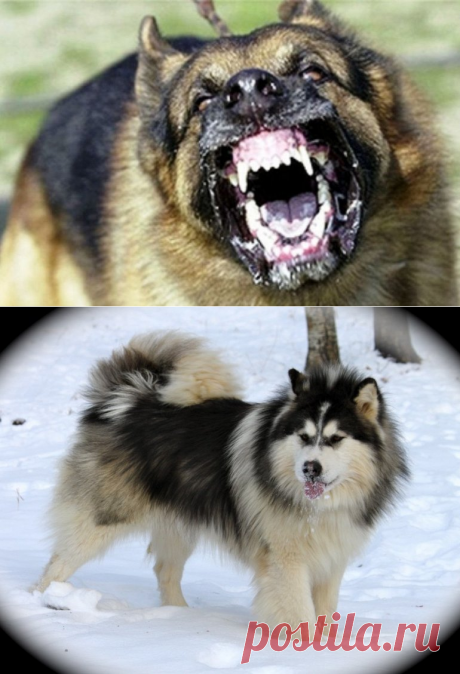 Самые опасные породы собак