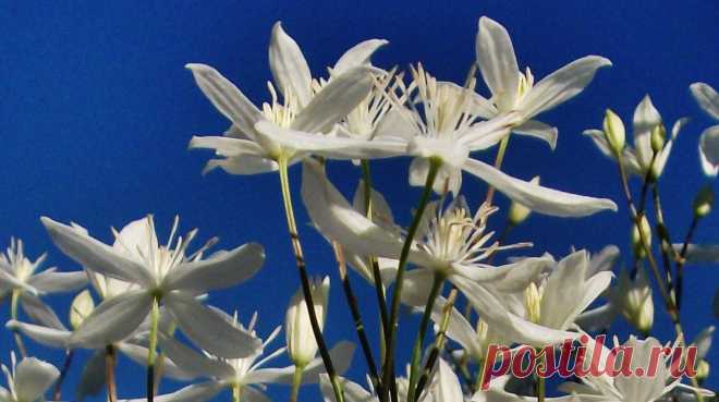 Крупным планом