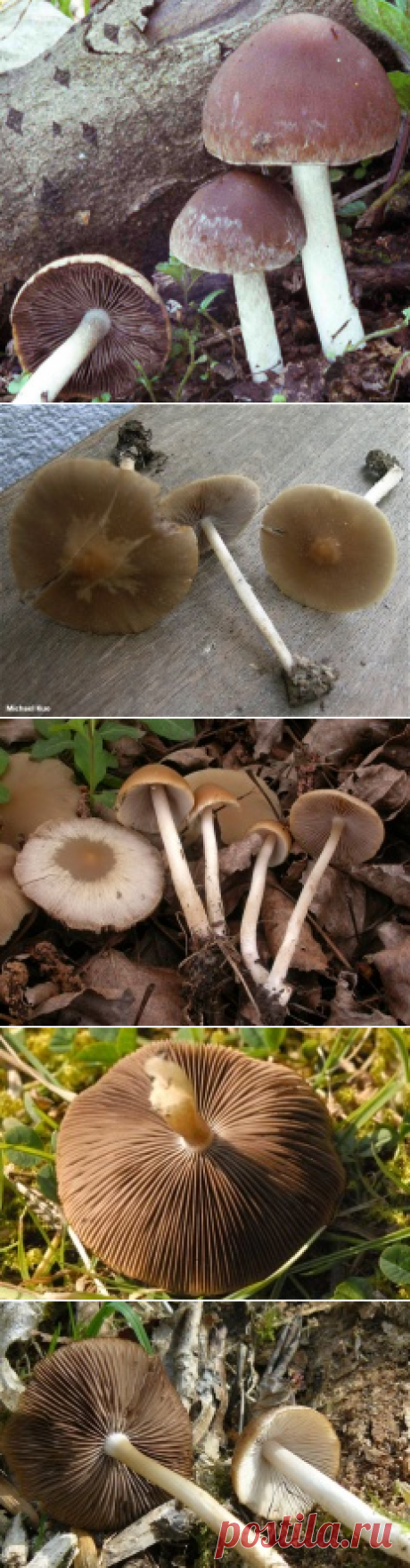 Псатирелла серо-бурая (Psathyrella spadiceogrisea) | Энциклопедия грибов