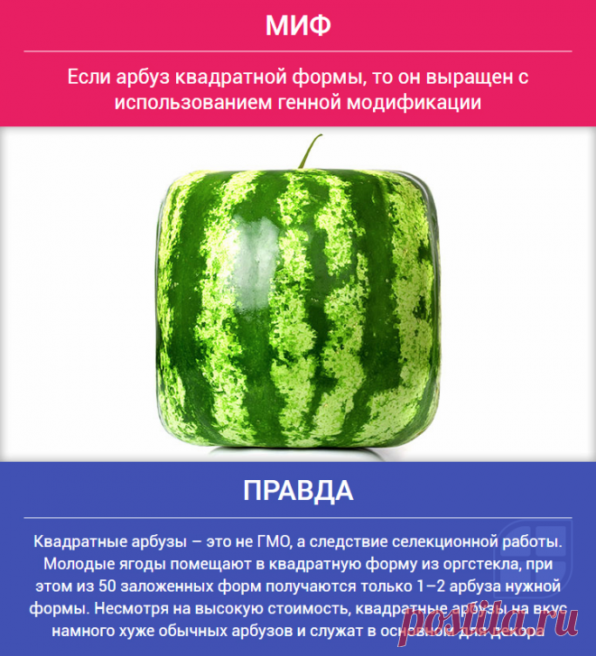 ❌МИФ: Если арбуз квадратной формы, то он выращен с использованием генной модификации⠀
✔️ПРАВДА: Квадратные арбузы – это не ГМО, а следствие селекционной работы.
Молодые ягоды помещают в квадратную форму из оргстекла, при этом из 50 заложенных форм получаются только 1–2 арбуза нужной формы.
Несмотря на высокую стоимость, квадратные арбузы на вкус намного хуже обычных арбузов и служат в основном для декора⠀
→ https://factum-info.net/zabluzhdeniya/raznoe/749-mif-i-pravda-10-populyarnykh-mifov