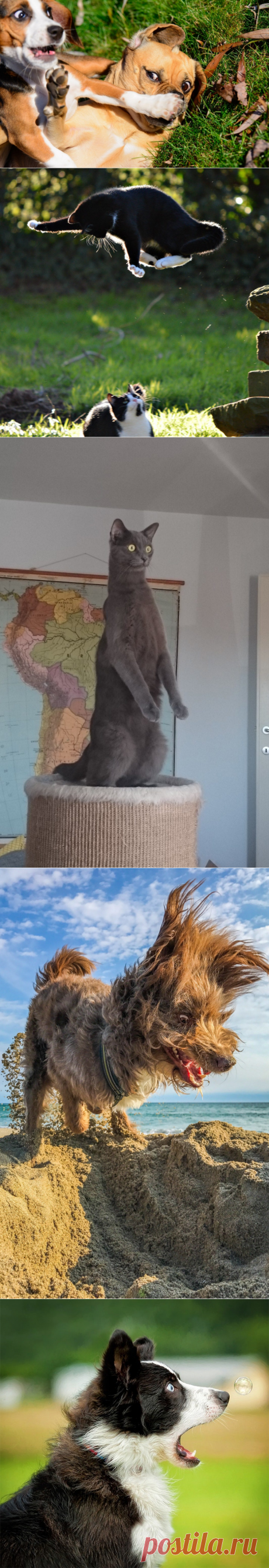 Когда улыбка до хвоста: финалисты фотоконкурса Comedy Pet Photography Awards • НОВОСТИ В ФОТОГРАФИЯХ
