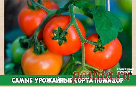 Самые урожайные сорта помидор для теплиц и открытого грунта

Урожай помидор зависит не только от вида посадочного материала, но и места выращивания, плодородности почвы. Сорта для открытого грунта и предназначенные для выращивания в теплицах будут существенно отличаться. Важно, чтобы сорт помидор соответствовал условиям произрастания.