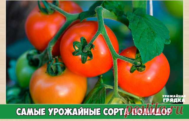 Самые урожайные сорта помидор для теплиц и открытого грунта

Урожай помидор зависит не только от вида посадочного материала, но и места выращивания, плодородности почвы. Сорта для открытого грунта и предназначенные для выращивания в теплицах будут существенно отличаться. Важно, чтобы сорт помидор соответствовал условиям произрастания.