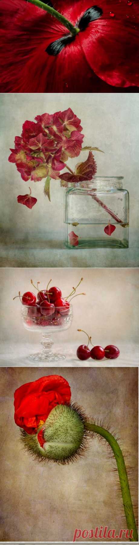 Фотограф Mandy Disher