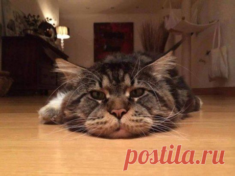 Кототюлень....