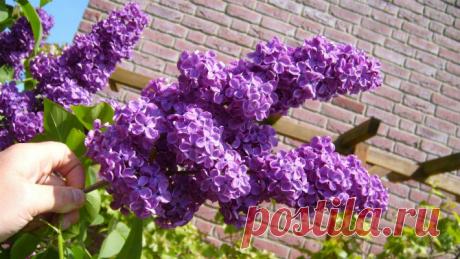 Все об уходе за сиренью для пышного цветения