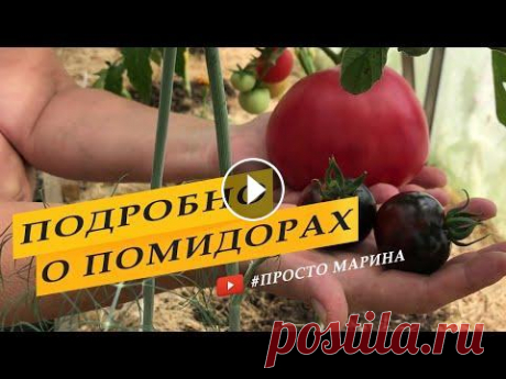 Как я выращиваю помидоры. Все этапы подробно! Выращивание помидоров. Этапы выращивания. Видео собрано из разных роликов с моего канала. Более подробно о каждом этапе выращивания томатов можно посм...