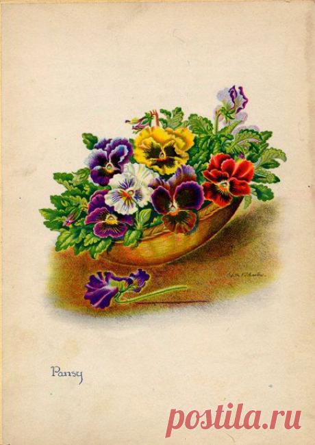 Pansy Vintage Illustration by Edith Johnston from A Book Of Garden Flowers