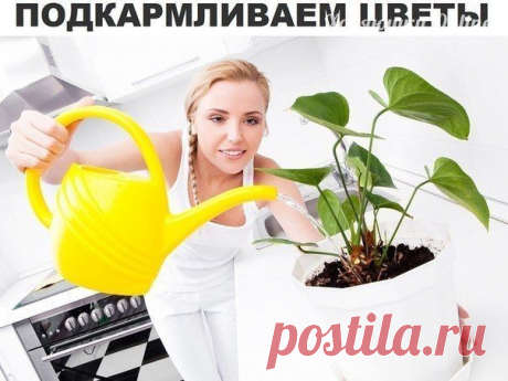 Секрет роскошного комнатного цветника | Хозяин и Хозяюшка