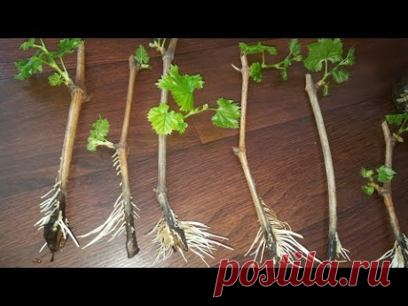 Укоренить виноград черенком?Очень легко!