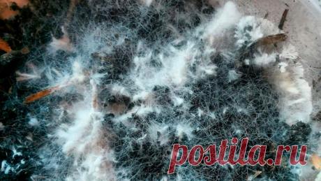 Вырастить мицелий шампиньонов самостоятельно – быть уверенным в его качестве