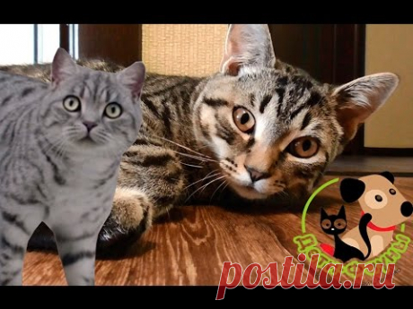 Как отучить кошку от корма? Что за новый дизайн канала?