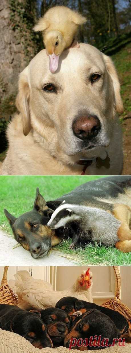 Невероятная дружба между животными / Питомцы