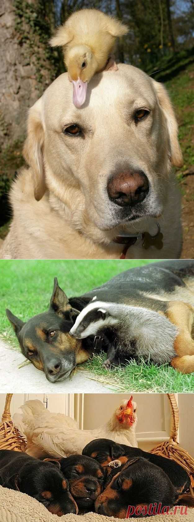 Невероятная дружба между животными / Питомцы