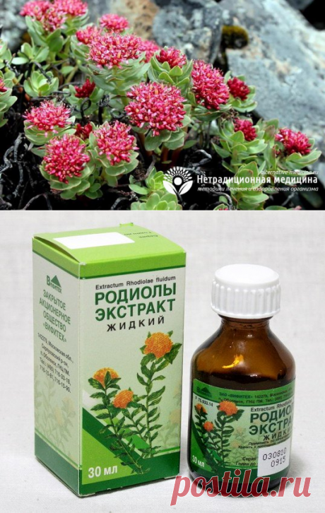 Настойка радиолы розовой - полезные свойства и показания к применению