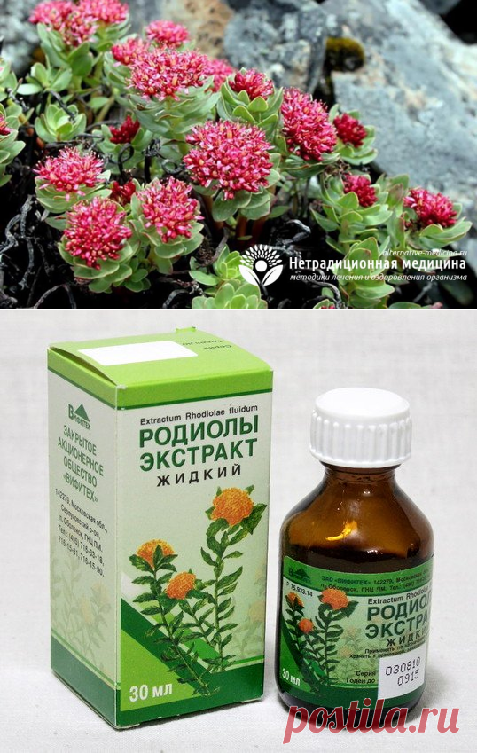 Настойка радиолы розовой - полезные свойства и показания к применению