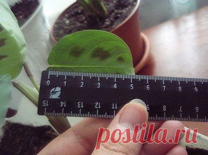 РЕЦЕПТ ЧУДО - РАСТВОРА ДЛЯ САМЫХ БЕЗНАДЕЖНЫХ ЦВЕТОВ
