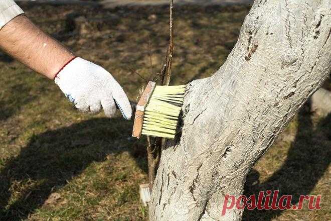 Как избавиться от мха и лишайников на плодовых деревьях?