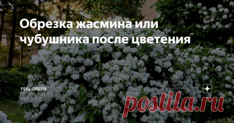 Обрезка жасмина или чубушника после цветения Статья автора «Feel Green» в Дзене ✍: Куст чубушника, который хорошо ухожен, представляет собой растение с несколькими стволами, расположенными симметрично и с обилием цветоносных разветвлений.