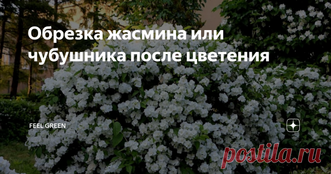 Обрезка жасмина или чубушника после цветения Статья автора «Feel Green» в Дзене ✍: Куст чубушника, который хорошо ухожен, представляет собой растение с несколькими стволами, расположенными симметрично и с обилием цветоносных разветвлений.