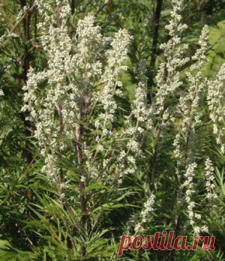 ЧЕРНОБЫЛЬНИК ПОВСЕМЕСТНО РАСТЁТ, ПОЛЫНЬ ОБЫКНОВЕННУЮ КАЖДЫЙ НАЙДЁТ...