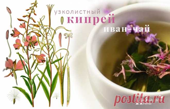 Иван – чай. Полезные свойства. Противопоказания. Как сушить. Фото