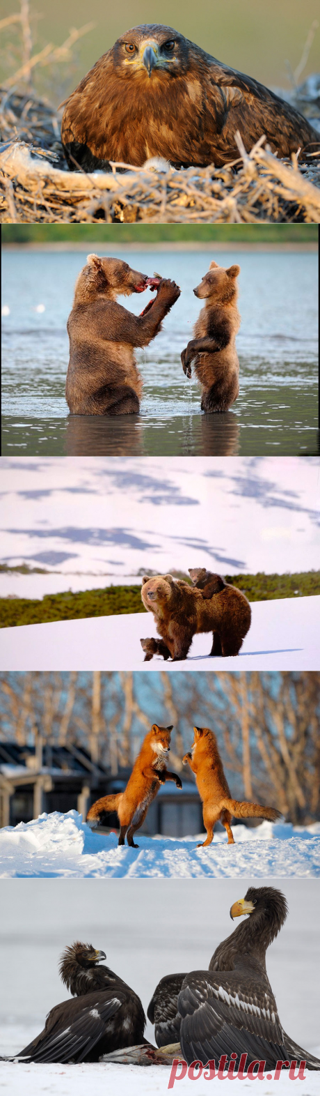 Фотограф Игорь Шпиленок (Igor Shpilenok)