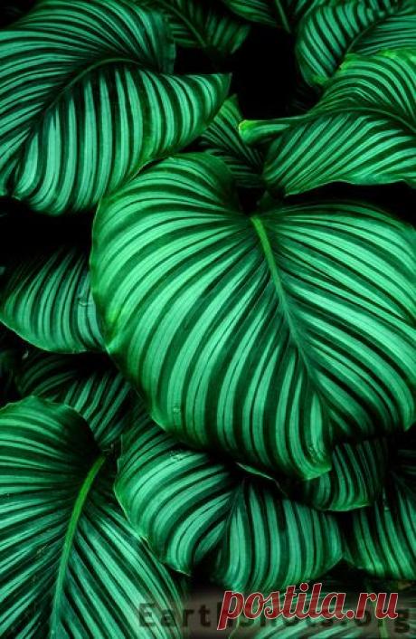 Foliage, leaves, ferns, greenery, undergrowth, overgrown, botanical,