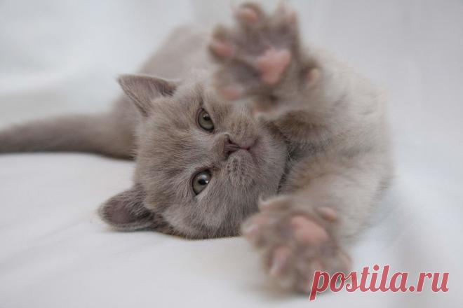 «Цвет глаз, как правило, медный или янтарно-оранжевый.» — карточка пользователя Nastas6ja в Яндекс.Коллекциях