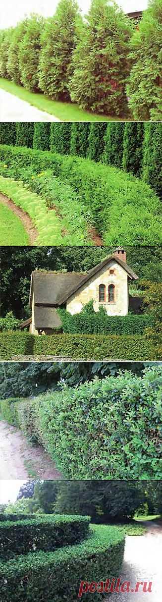 Живая изгородь