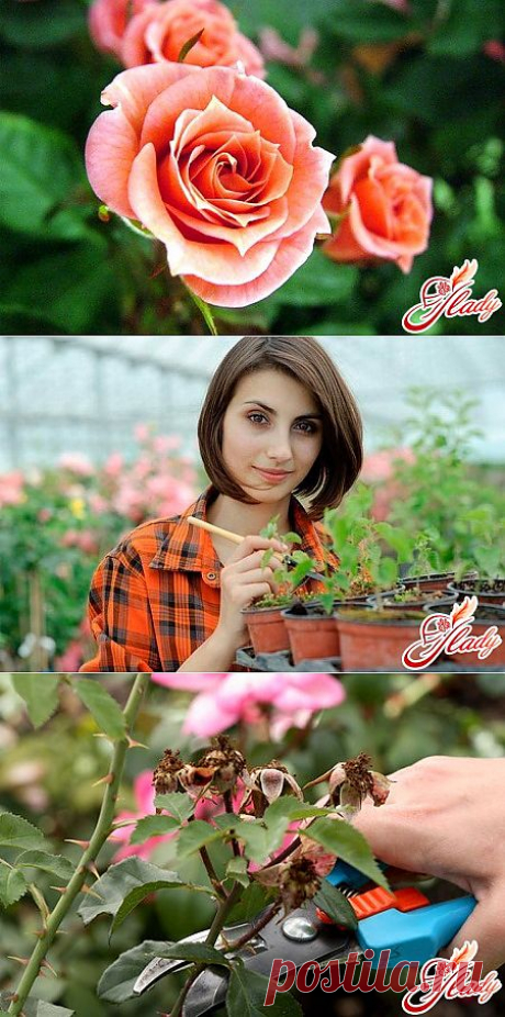 Как ухаживать за комнатной розой?