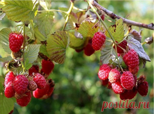 Подкорми этим малину и результат тебя поразит

Обычно садоводы подкармливают малину весной (азотными удобрениями) и осенью (фосфорно-калийными удобрениями). Между тем, если подкормить кусты в период цветения комплексными удобрениями (азофоска, нитрофоска и т. д.), то урожай значительно вырастет.
Только перед подкормкой обязательно удалите сорняки, так как они конкурируют с кустами за питательные вещества. Удалять сорняки надо вручную, так как корни малины располагаются нед...