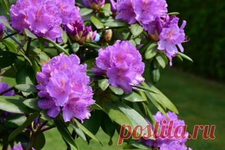 4 плохих «соседа» для роз. Они будут медленно их губить, а вы не поймете, в чем дело | посуДАЧИм... Делимся своими наблюдениями о посадке этих прекрасных цветов в паре с другими растениями.