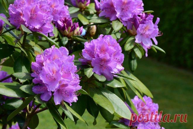 4 плохих «соседа» для роз. Они будут медленно их губить, а вы не поймете, в чем дело | посуДАЧИм... Делимся своими наблюдениями о посадке этих прекрасных цветов в паре с другими растениями.