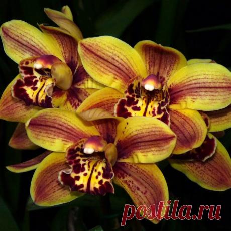 В царстве прекрасных орхидей...
_______________________