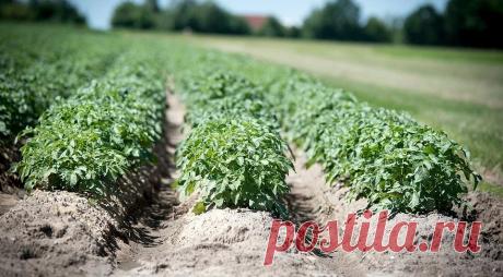 Как избавиться от проволочника в огороде: 7 действенных способов Самодельные ловушки, перекапывание, использование народных рецептов и химических препаратов — рассказываем о разных, но одинаково эффективных методах борьбы с вредителем.