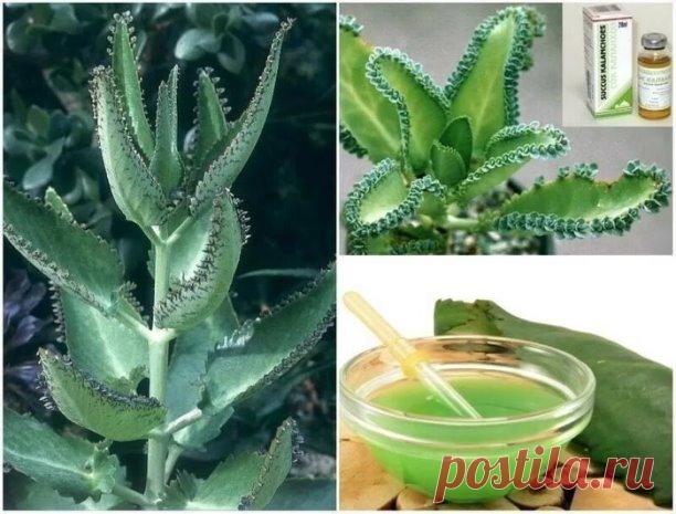 ЛЕКАРСТВА ИЗ КАЛАНХОЭ

Каланхоэ очень широко применяется не только в народной, но и в профессиональной медицине. Потратив немного времени и сил, вы вполне можете приготовить подобные аптечным препараты, которые по своим качествам не уступят даже самым разрекламированным и дорогим. 

 1. Мазь 
40 мл сока каланхоэ, 0,25 г фуразолидона, 0,25 мл 2% новокаина и около 100 г ланолина безводного. Все тщательно смешать. Хранить при комнатной температуре. Можно обрабатывать любые ра...